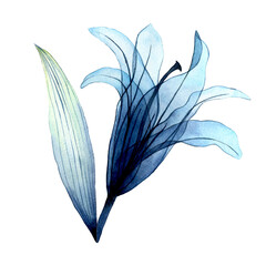 watercolor transparent flower. transparent blue lily in pastel colors. element isolated on white background. design for wedding