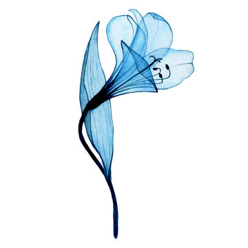 watercolor drawing. transparent blue flower alstroemeria, lily. airy transparent flower, x-ray.