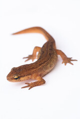 Fototapeta premium Triton commun 2