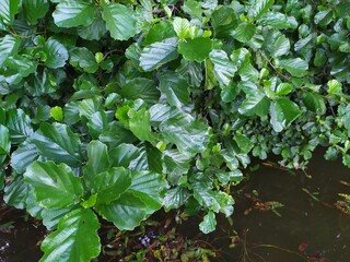 background of juicy green bright leaves of a plant of nut tree above dark river water