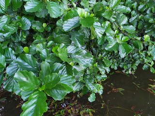 background of juicy green bright leaves of a plant of nut tree above dark river water