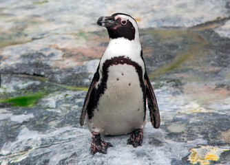 South African penguin Spheniscus demersus also known as the jackass penguin, black-footed penguin...