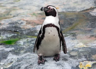 Fotobehang South African penguin Spheniscus demersus also known as the jackass penguin, black-footed penguin stand on a rock © Tanya Keisha