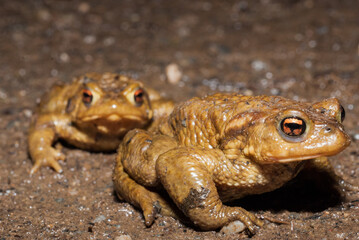 Portrait crapaud 4