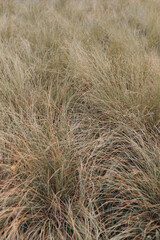 Fototapeta premium grass in the wind