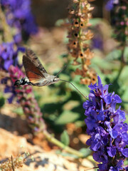 The common tongue is a butterfly from the hawk moth family. Butterfly on a summer day, macro photography, close-up.