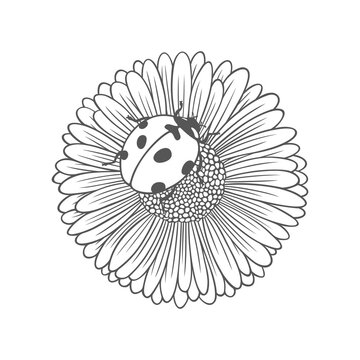 recommend clip art: Textured outline daisy flower with ladybug. Nature vector illustration