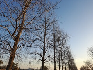 Àrboles de Àlamo su madera se utiliza en imaginería, carpintería, para hacer pasta de celulosa, embalajes, papeles, es ornamental y para hacer reparos de vientos, bello diseño con fondo del cielo azul