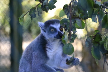 Lemuren (Lemuriformes)