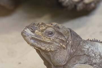 Waran (Varanus)