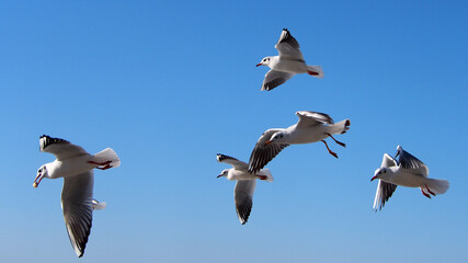 A flock of seagulls in flight against the background of the blue sea, close-up. The diversity of the animal world, birds living on the planet.