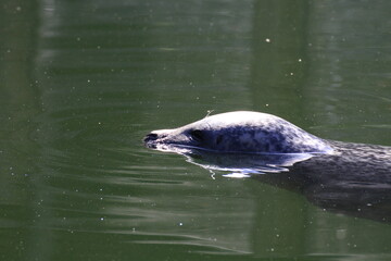Seehund (Phoca vitulina) © Alina