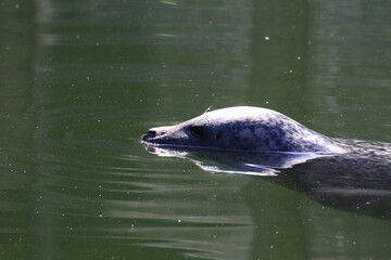 Seehund (Phoca vitulina) © Alina