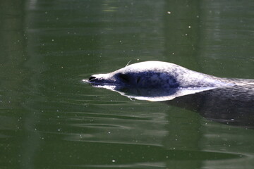 Seehund (Phoca vitulina) © Alina