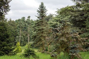 Arboretum de Versailles-Ch&egrave;vreloup