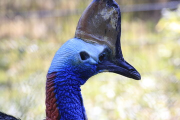 Helmkasuare (Casuarius casuarius)