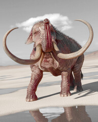Obraz premium mammoth is flipped in the desert after rain