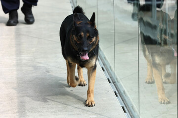 Pies policji polskiej w czasie służby - owczarek niemiecki.
