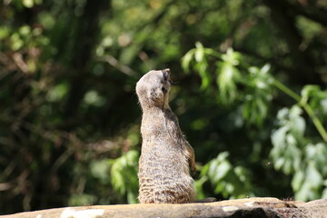 Erdmännchen (Suricata suricatta)