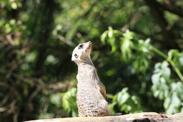 Erdmännchen (Suricata suricatta)