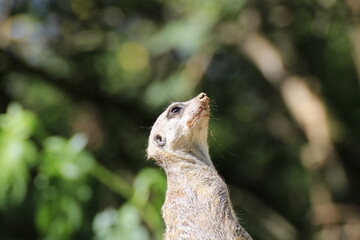 Erdmännchen (Suricata suricatta)