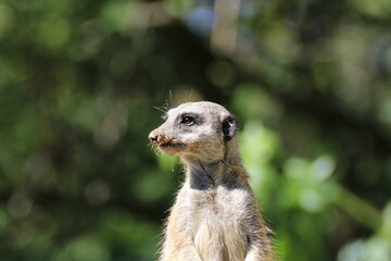 Erdmännchen (Suricata suricatta)