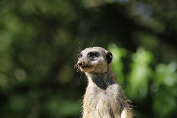 Erdmännchen (Suricata suricatta)