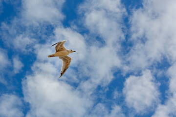 The bird flies high in the sky. Seagull against the sky with clouds