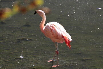 Fototapeta premium Flamingo (Phoenicopteridae)