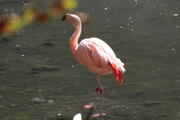 Flamingo (Phoenicopteridae)