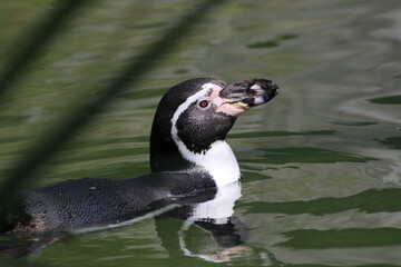 Humboldt-Pinguin (Spheniscus humboldti)