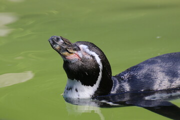 Humboldt-Pinguin (Spheniscus humboldti)