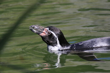 Humboldt-Pinguin (Spheniscus humboldti)