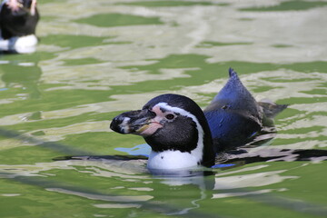 Humboldt-Pinguin (Spheniscus humboldti)