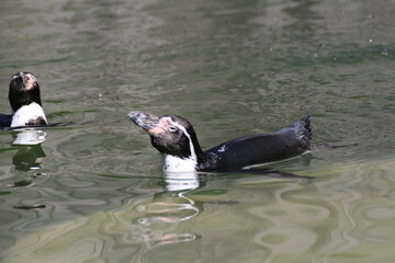 Humboldt-Pinguin (Spheniscus humboldti)