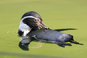 Humboldt-Pinguin (Spheniscus humboldti)