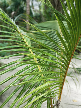 Green leafs of a tropical palm