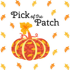 Fall season pumpkin harvest pick of the patch background. Farm vegetable ornate pumpkin cartoon, Fall autumn leaves decorative design element. Autumn season harvest banner template vector illustration