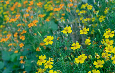 Yellow and orange flowers African Marigold or Tagetes erecta, Mexican marigold.