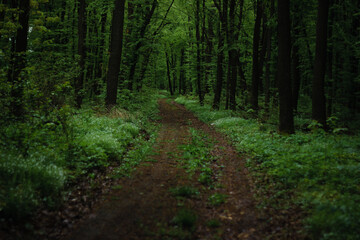 Fototapeta na wymiar a long road in the forest forest road leads nowhere