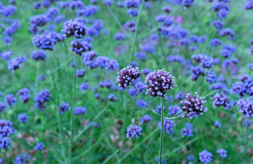 Purple flowers Verbena bonariensis (Argentinian Vervain or Purpletop Vervain, Clustertop Vervain, Tall Verbena, Pretty Verbena), ornamental plant for gardens and parks.