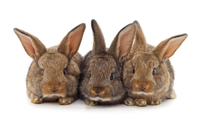 Fototapeta na wymiar Three brown rabbits.