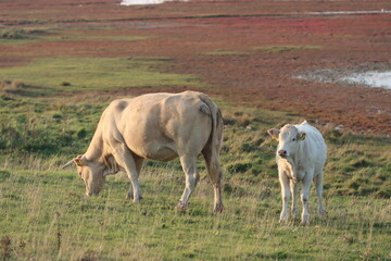 cows grazing in a field