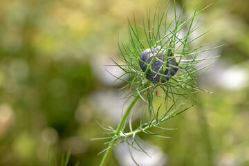 Love-in-a-mist wildflower close up, with meadow background