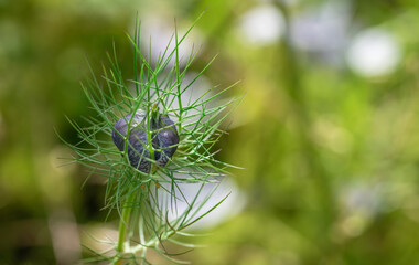 love-in-a-mist wildflower, against meadow background