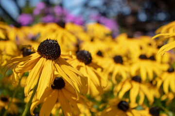 Black Eyed Susan