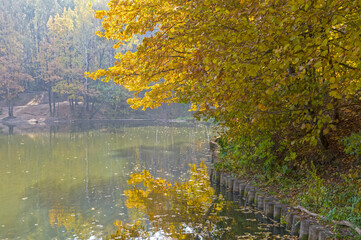 Trees with bright yellow autumn leaves on the shore of the pond