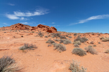 Fototapeta na wymiar desert plants in the red sand in the desert in Nevada
