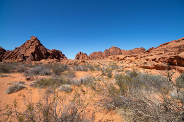Naklejka premium desert plants around the red aztec sandstone rock formations at Valley of Fire State Park