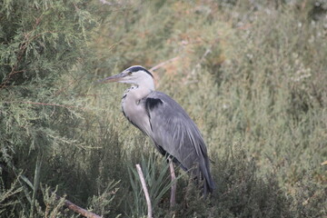 Oiseau en Camargue